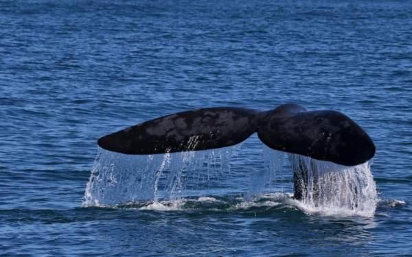 Self Catering Unit 6, Sandbaai Hermanus Bagian luar foto